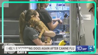 Humane Society of Tampa Bay accepting dogs again after weeks of dealing with canine influenza [upl. by Elda999]