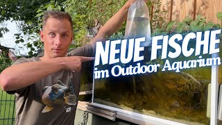 Die perfekten Fische für das Outdoor Aquarium [upl. by Cyb]