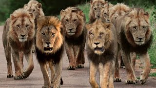 The biggest pride lions family in kruger national park south africa  youve never seen before this [upl. by Odlabso]