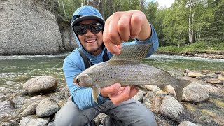 EPIC Alaska Arctic Grayling Fishing TINY ULTRA CLEAR CREEK [upl. by Akcire]