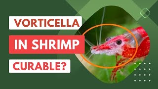 Vorticella In Aquarium Shrimp Prevention Cure Tips [upl. by Sharai]