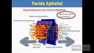 Megaaluno Tecido Epitelial Especializações da Membrana Plasmática [upl. by Jezabella]