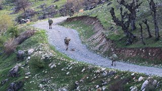 Güvenlik güçleri 5 sivili şehit eden teröristlerin peşinde [upl. by Ikcir]