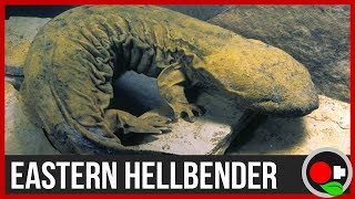 We Found a MASSIVE 2 Salamander  Hellbenders Explained [upl. by Ahsienad]