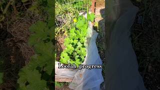 Growing Loofah natural gardening garden plants [upl. by Annaehs]