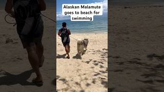 Alaskan Malamute chilling at the beach in the Philippines malamute alaskanmalamute bigdog [upl. by Annayar]