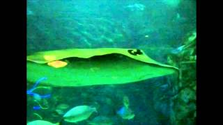 Stingrays Swimming Slow Motion Animation Reference [upl. by Joelie547]