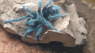 Grammostola pulchra [upl. by Anatol]