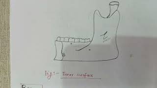 Mandible  mandible bone anatomy  General features and attachments  Part 1 [upl. by Elpmet]