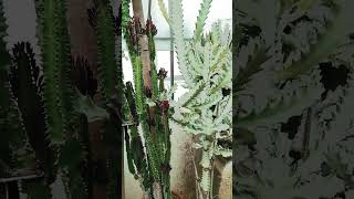 20 Year Old Euphorbia Trigona and Euphorbia Lactea White Ghost [upl. by Wooster]