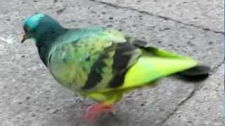 Parrot Pigeon Crossbreed [upl. by Nike]