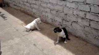 BULL TERRIER VS GATO [upl. by Fox173]