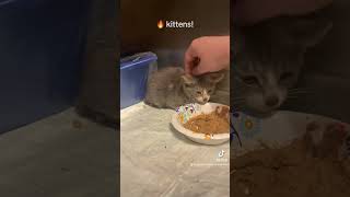 Update On Our Four Newly Rescued Gas Station Kittens [upl. by Lehet]