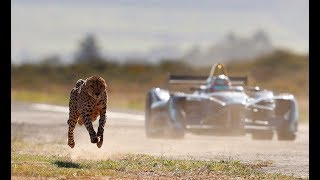 Drag Race Formula E Car vs Cheetah [upl. by Ajroj668]