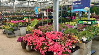 LOWES End Of June 2024 Plant Inventory Hundreds Of Plants On Clearance amp Lots Of New Arrivals [upl. by Einwahs730]