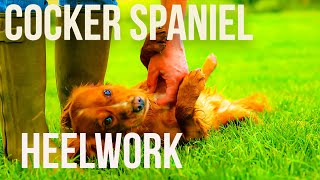 Training a Cocker Spaniel Puppy [upl. by Brenner]