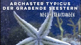 Grabender Seestern  Archaster typicus  Meerwasser Aquarium  Das Hobby Aquaristik [upl. by Willi]