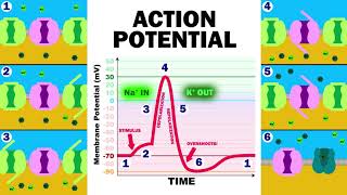 THE ACTION POTENTIAL [upl. by Hinson]