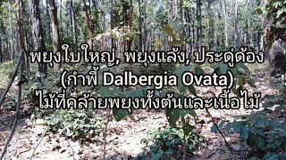 พยุง​ใบ​ใหญ่ พยุง​แล้ง ประดู่​ด้อง​Dalbergia​ Ovata​ไม้ที่คล้ายพยุงทั้งต้นและเนื้อไม้ [upl. by Nanete]