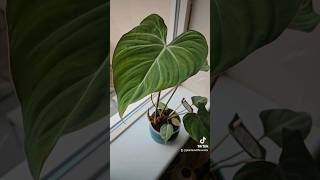 My Philodendron Gloriosum 💚 [upl. by Shere]