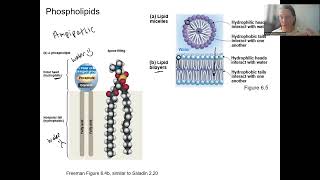 24 phospholipid bilayer [upl. by Mukund]