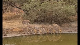 Mountain Reedbuck at KWA Maritane so rarely do we see these lovely antelope [upl. by Nanji]