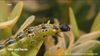 WDR 🐛 Die Buchsbaumretter verwenden Algenkalk gegen den Zünsler [upl. by Menedez]