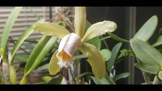 Cattleya forbesii  Easy to Grow Bifoliate Cattleya  Semihydro [upl. by Micky]