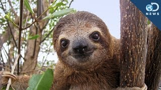 Sloths Are A Walking Ecosystem [upl. by Aba]