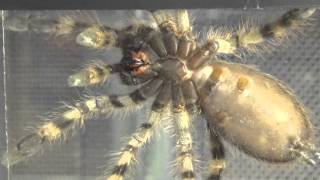 Ventral sexing of Poecilotheria formosa Salem Ornamental [upl. by Yaeger]