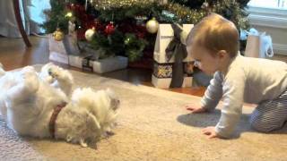 Puppy Love Baby amp Dog playing amp laughing [upl. by Jemie339]