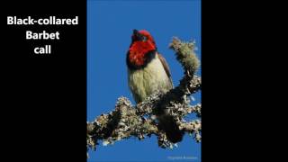 Black collared Barbet call [upl. by Fuhrman]