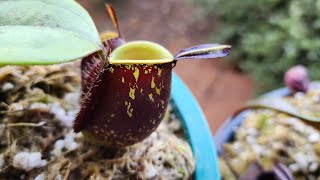 Nepenthes Ampullaria Black Miracle Plantas carnívoras ep 7 [upl. by Alyat]