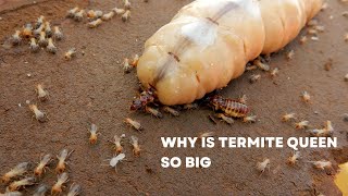 Why Is Termite Queen So Big [upl. by Messere]