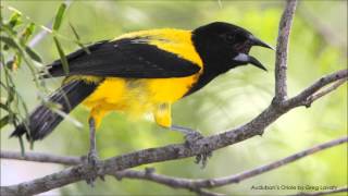 Audubons Oriole Song [upl. by Ardnahc]