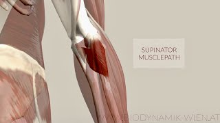 Supinator Muscle Musclepath Origin Insertion 3D Animation [upl. by Aihsakal]