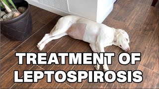 Leptospirosis in Dogs [upl. by Yrocej]