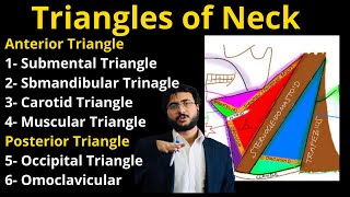 Triangles of Neck  Head and Neck trianglesofneck [upl. by Franciscka856]