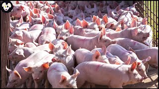 How American Farmers Raise Millions of Pigs  Modern Pig Farms [upl. by Anera]