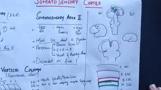 neurophysiology Chapter 48 Somatosensory cortex somatosensory association areasmedicallectures [upl. by Aleek884]