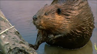 How Do Beavers Build Dams  Nature on PBS [upl. by Oiracam349]