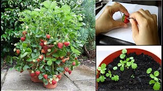 Plant and Grow Strawberry from Fruit  How to Plant Strawberry at Home [upl. by Sarnoff]