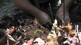 How to dig ginseng quotAppalAsian Ginsengquot [upl. by Marr]