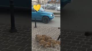 Unde sunt oameni buni trăiesc și animalele goviral mistret purcei romania polonia funny [upl. by Aiasi]