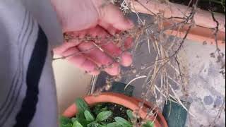 Kif tiźra lhabaq sowing basil [upl. by Geanine]