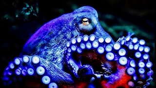 Why Octopus Blood Is BLUE [upl. by Palmore]