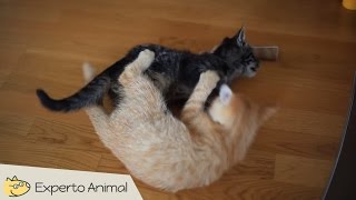 Divertidos gatos peleando como locos  funny cats fighting [upl. by Taite115]