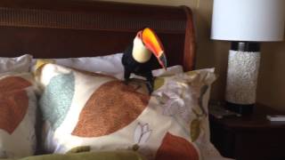 Toucan on the Bed [upl. by Euphemia]