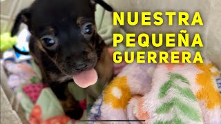 Pequeño angelito guerrero Esta cachorra quiere vivir [upl. by Eimak752]