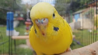 2 Hours of Budgie Best Friends  Mango and Chutney  Singing and Talking Sounds [upl. by Aziul]